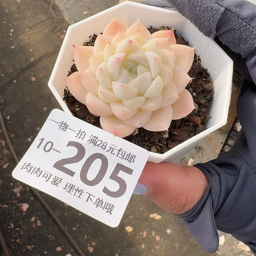 白卡无盆土发货无