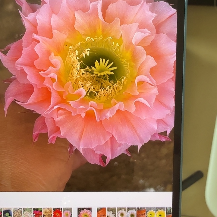 仙人球清库存g4142