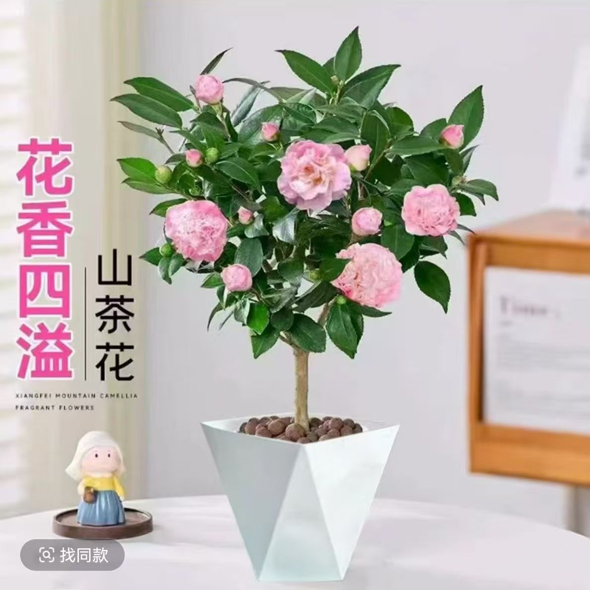 50-60厘米高浓香型带花苞香妃山茶花树苗盆栽室内外好养四季开花