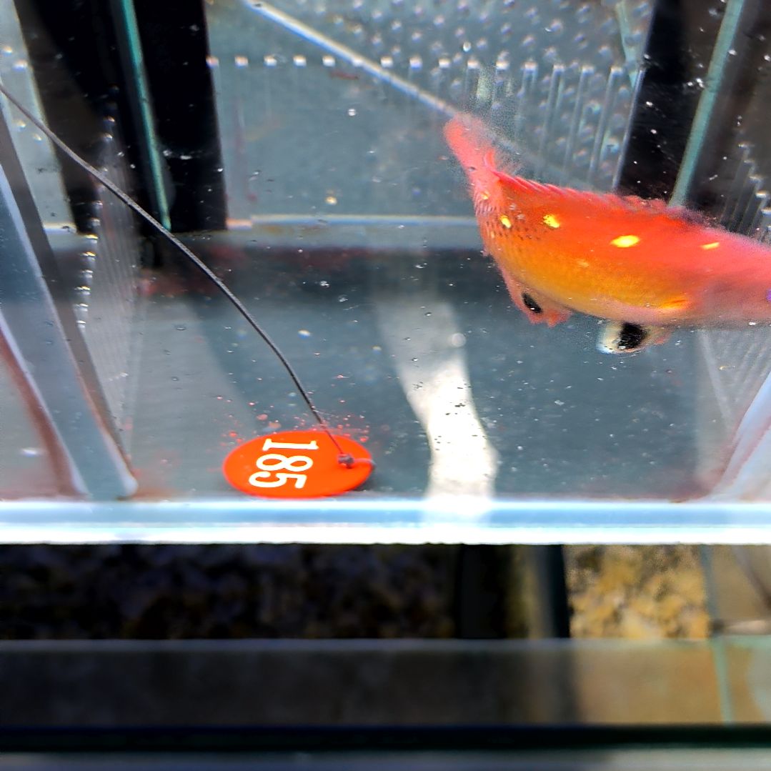 海水鱼七星龙最大号/5-50-185