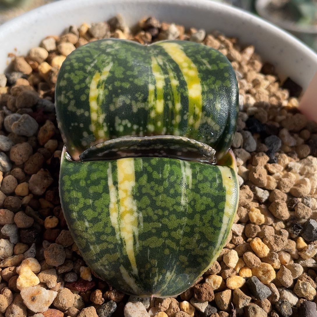 107脱土发货11111111