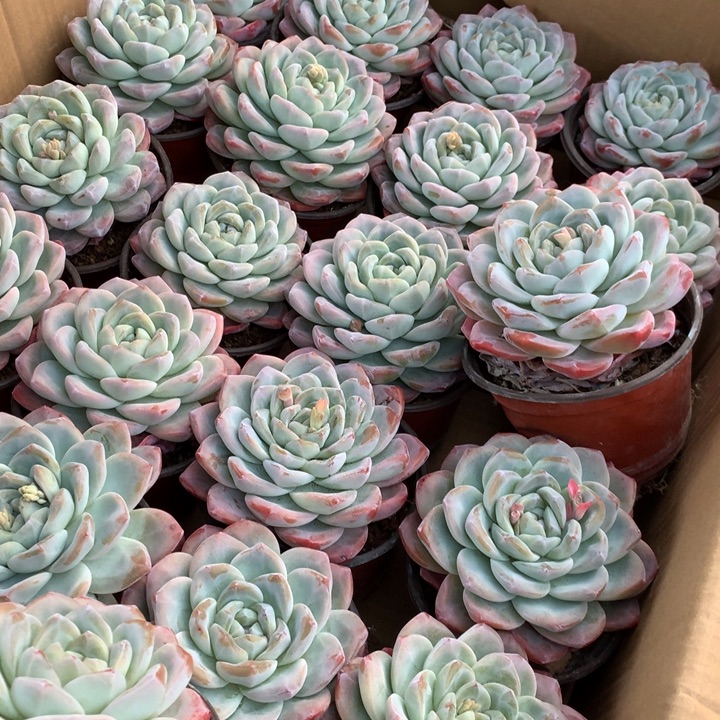 超大母本单头冰玉有点颜色两单包邮