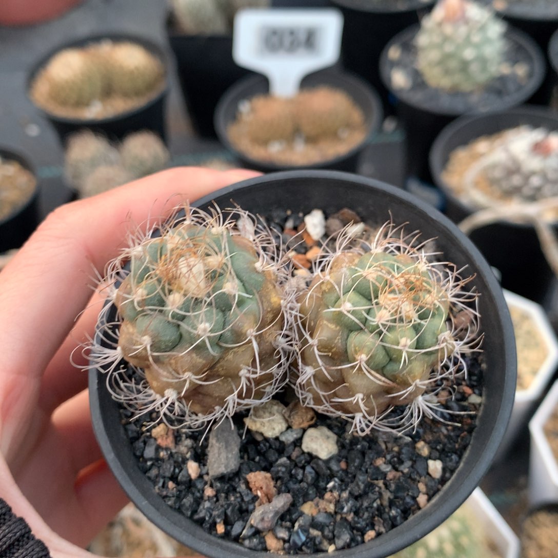 实生仙人球仙人球仙人球