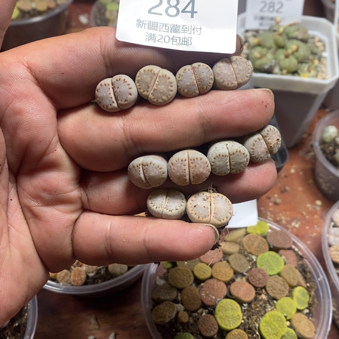 多肉蛋炒饭感谢您相伴284