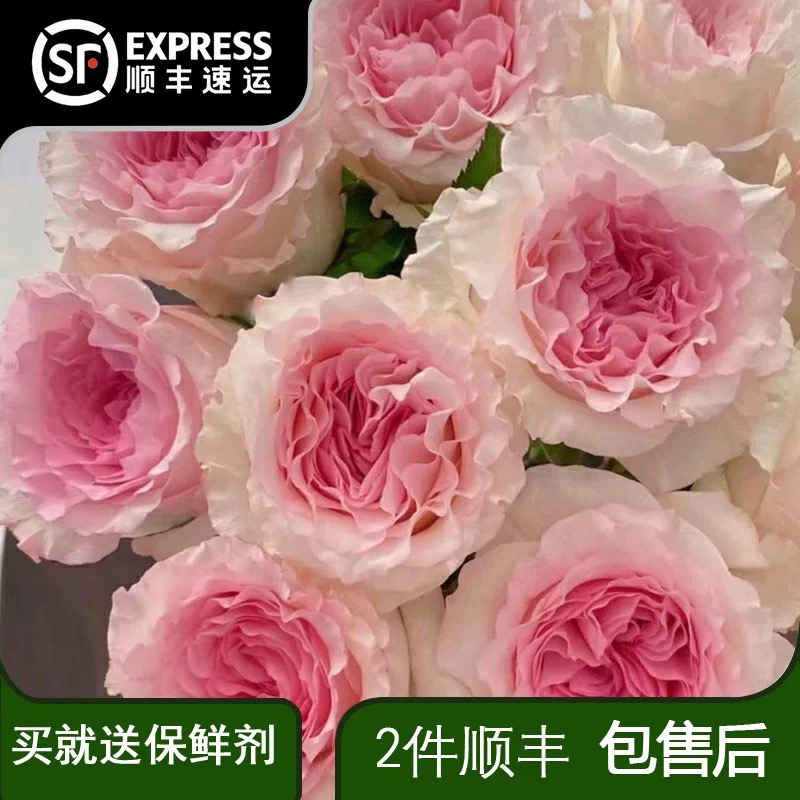 【洛神】单头玫瑰鲜花云南基地直发水养插花