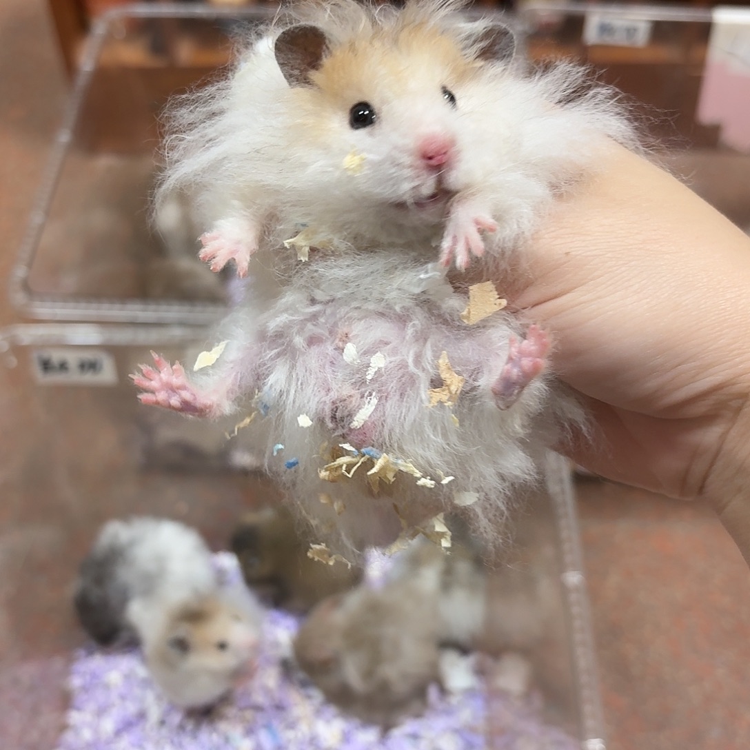 卷毛弟弟毛有点秃