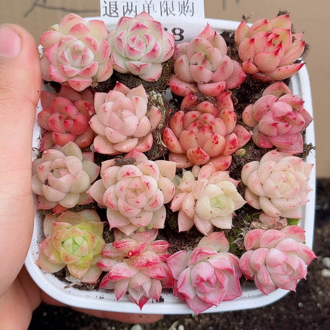 1-768 新疆西藏内蒙12.8包邮