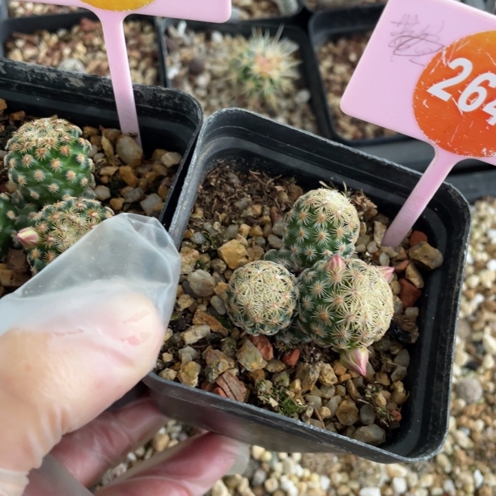 我***飞实生白子法师2647-0199000000