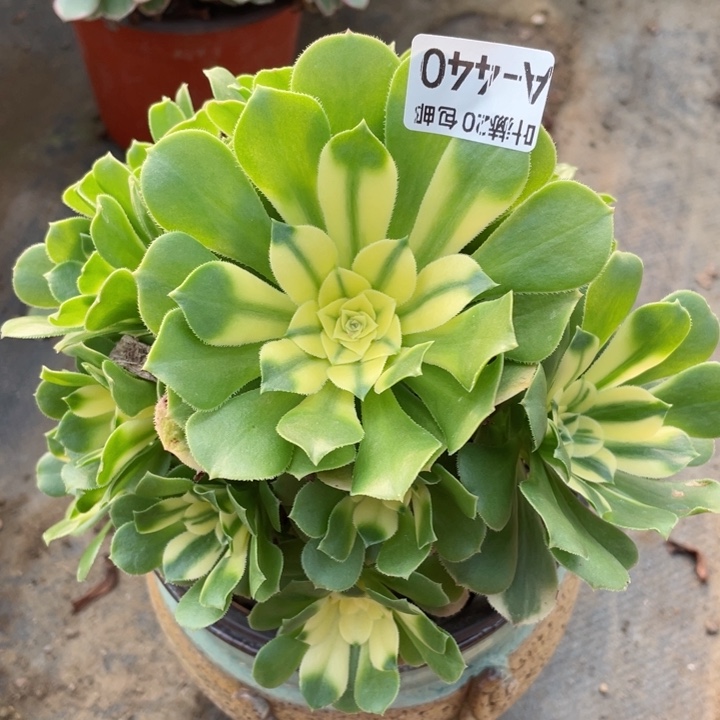 440新多肉12345678多肉