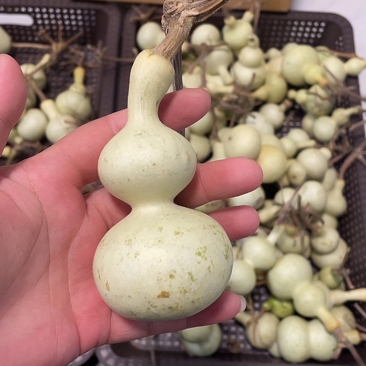 屡***风感谢各位大哥支持  青皮不保成