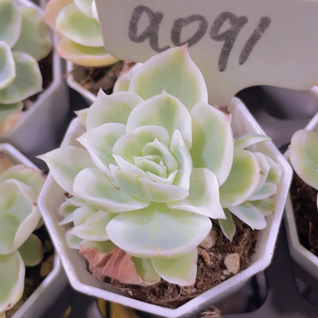 柠檬玫瑰锦a091一物一拍