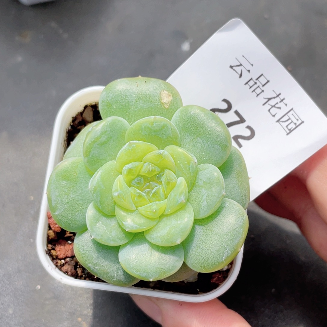 272号糖心冰心珍妮