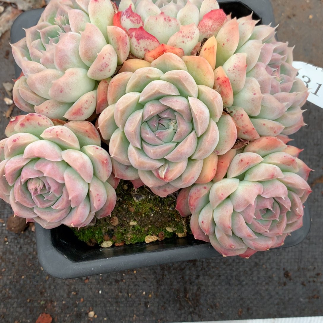 2317杂交多肉老桩