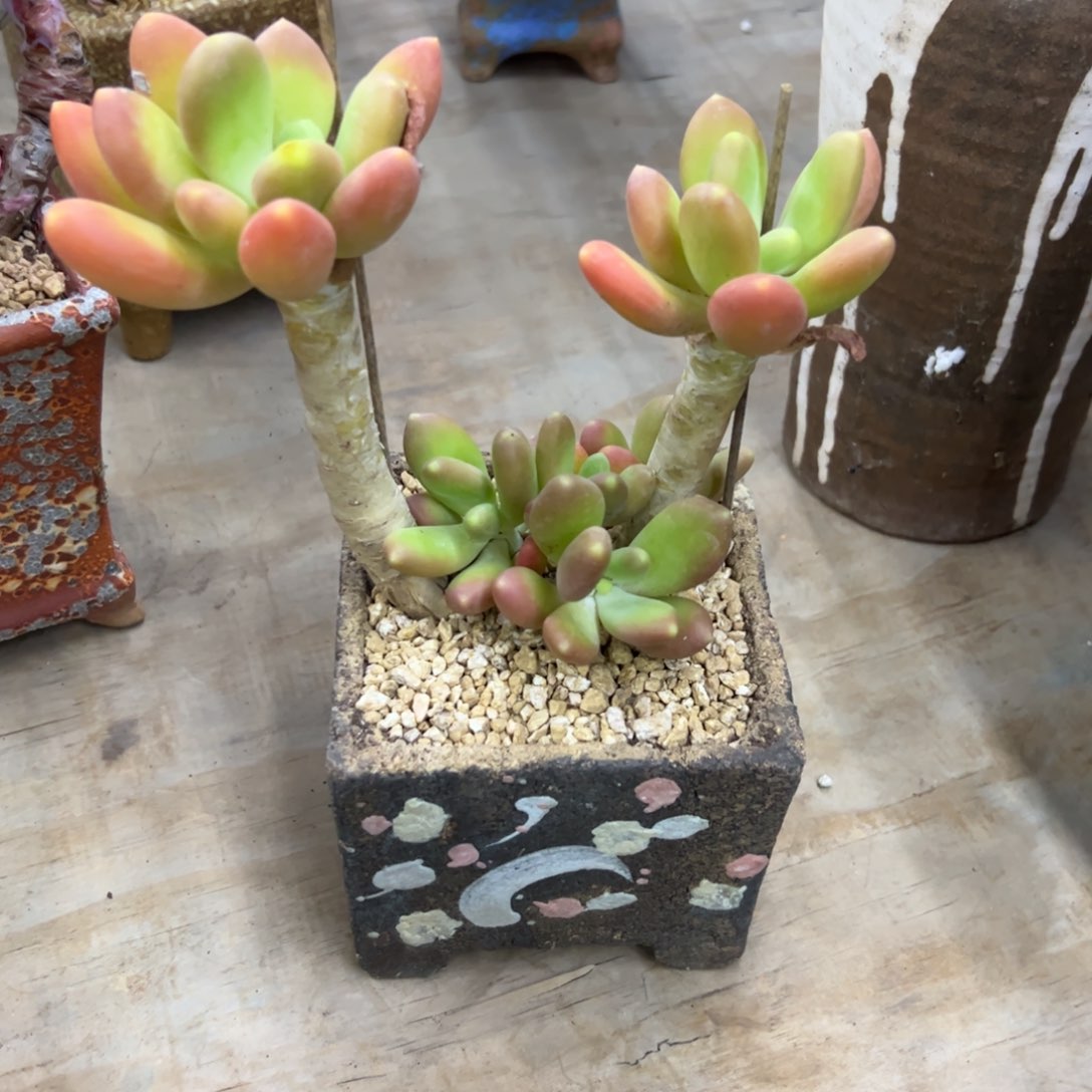 金蟾48 零零多肉植物