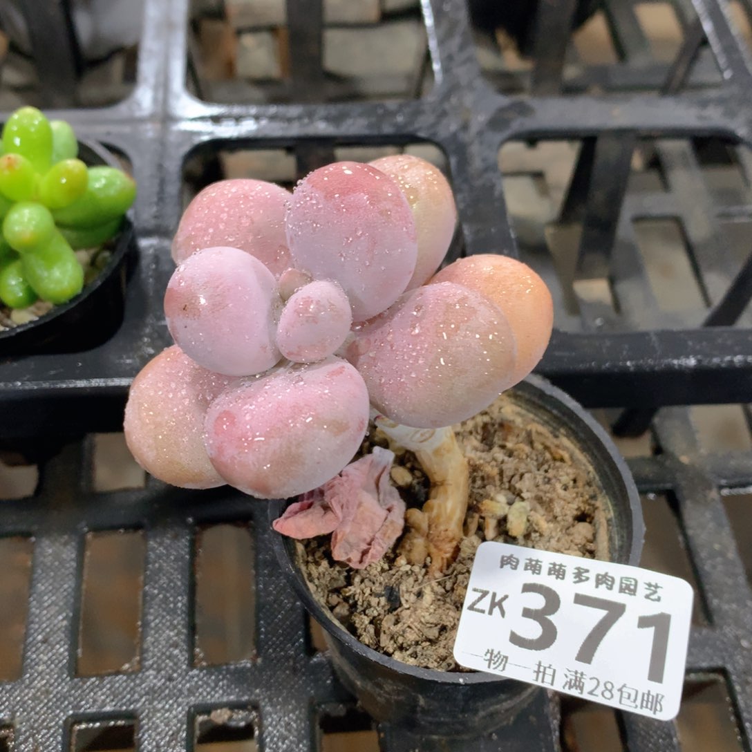 肉萌萌拇指盆精控多肉ZK371