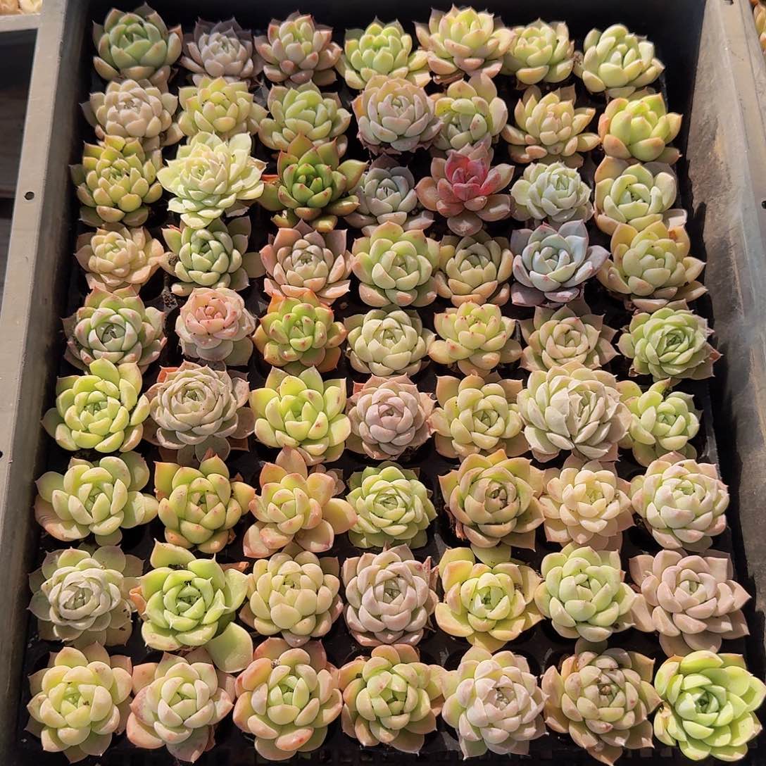 08 直播福利一物一拍