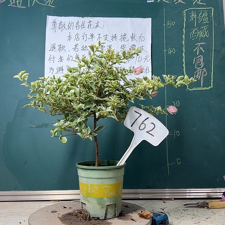 全部花苞      福利 少女心  762