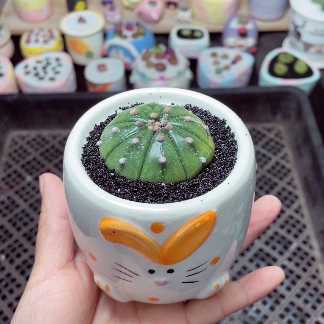 w5721 -零下地区拍保温箱-15支持寄养