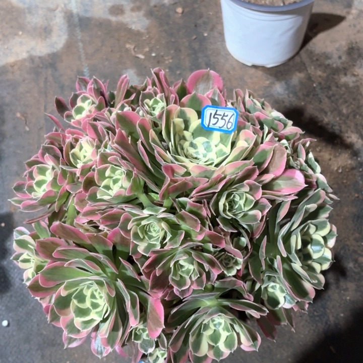 雨花石法师多肉1556