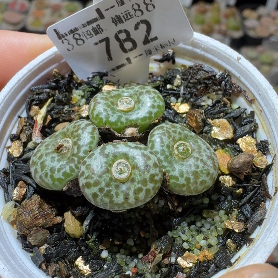 Ssss便宜清仓价782