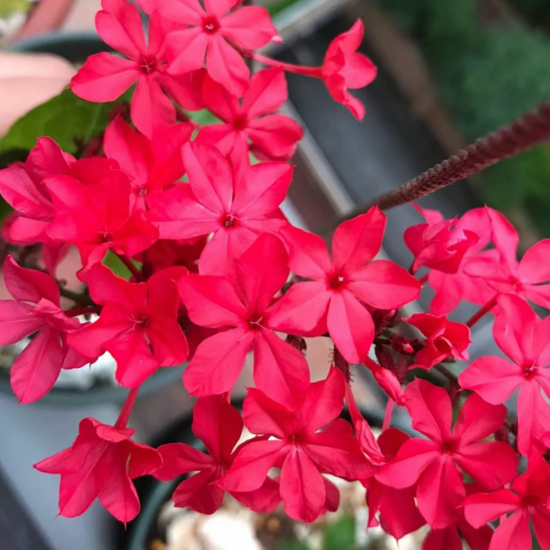 红雪花四季耐热阳台庭院绿植花卉白雪花红雪花盆栽好养成活室内外