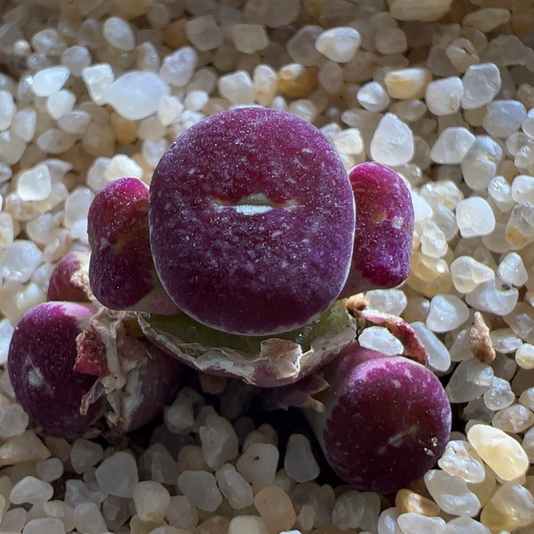 2青蛙优选青花瓷杂bo 全脸黑
