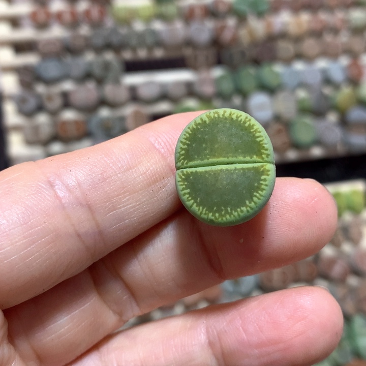 001一颗绿光阳c48a