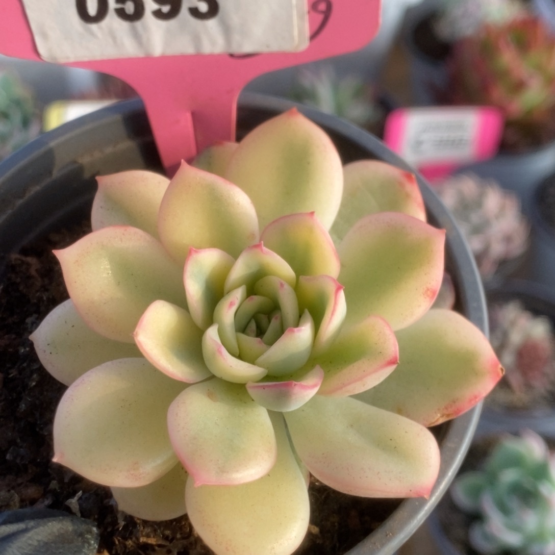 593雨燕座锦锦锦锦锦锦