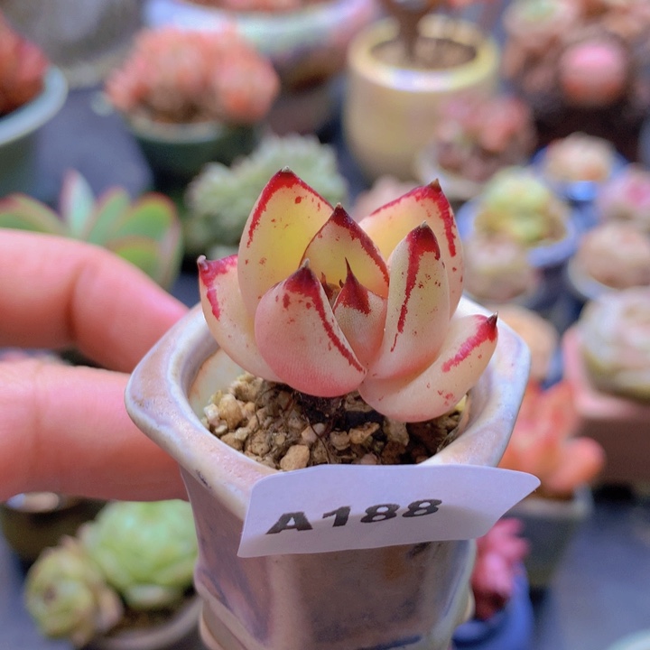 一物一拍含盆土满38包邮A188