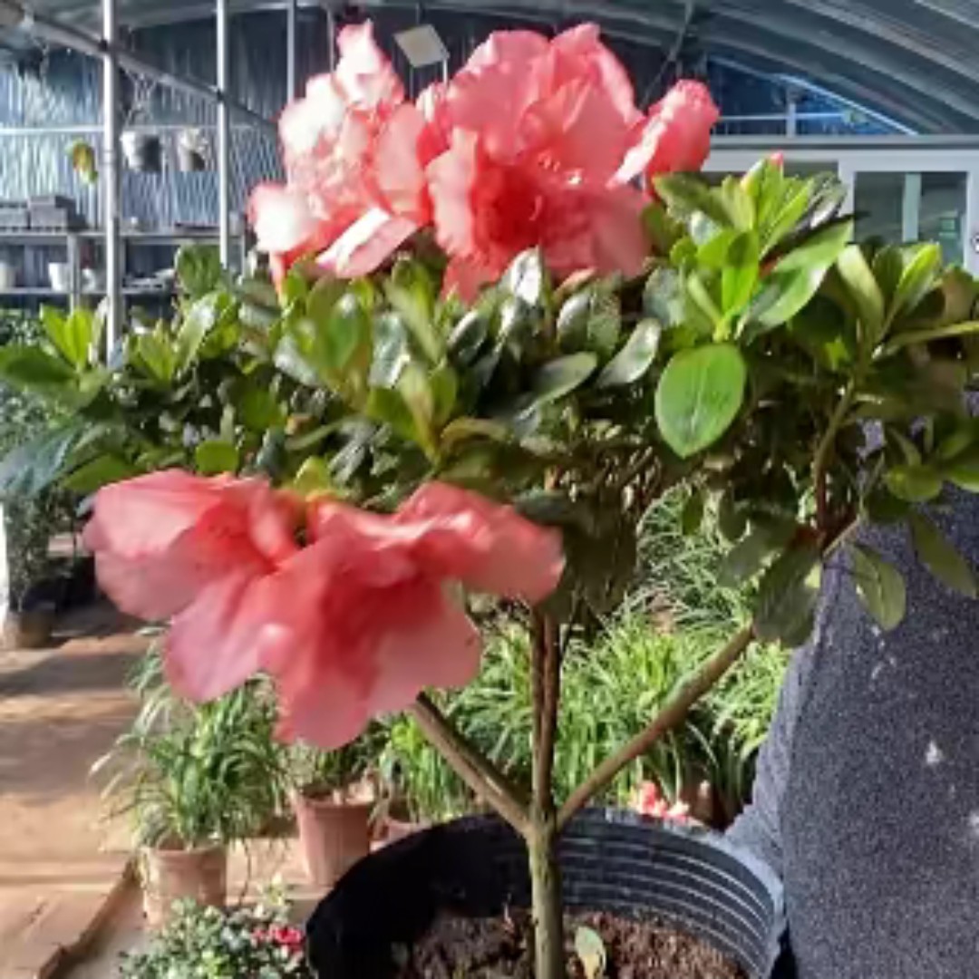 小桃红，杜鹃（送保温）