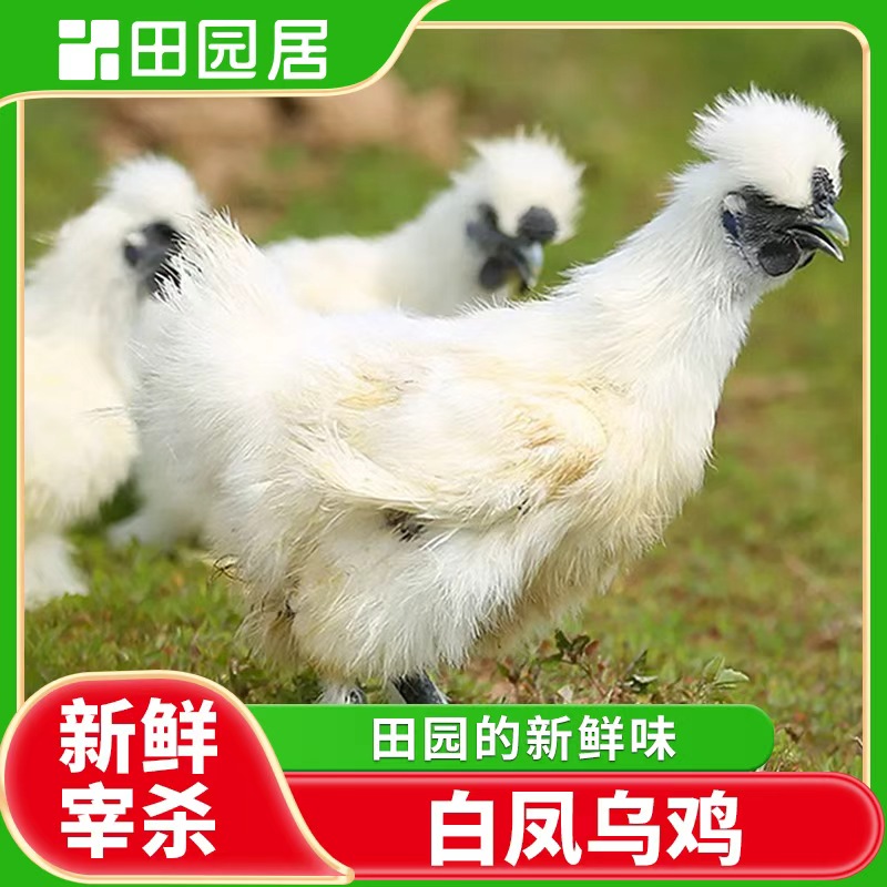 【田园居】白凤乌鸡 2-2.5斤/只 两只装 顺丰包邮