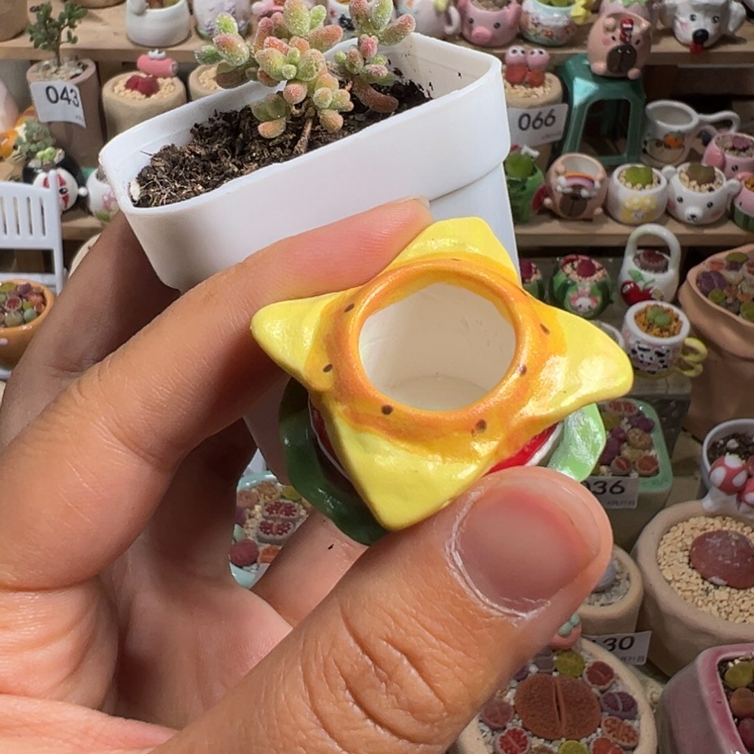 野*.多肉植物138号种好