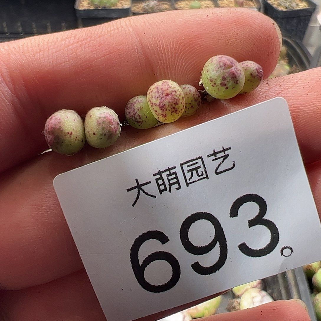 一物一拍园艺1425.95龙猫斑马693