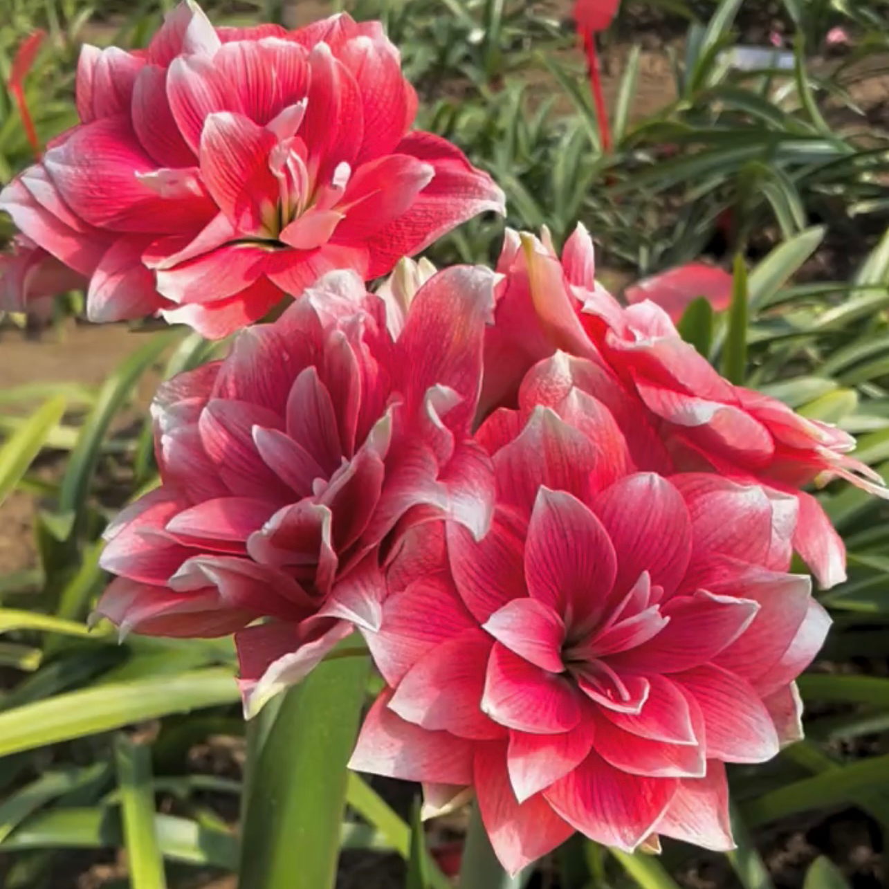 双梦】朱顶红种球5-6厘米