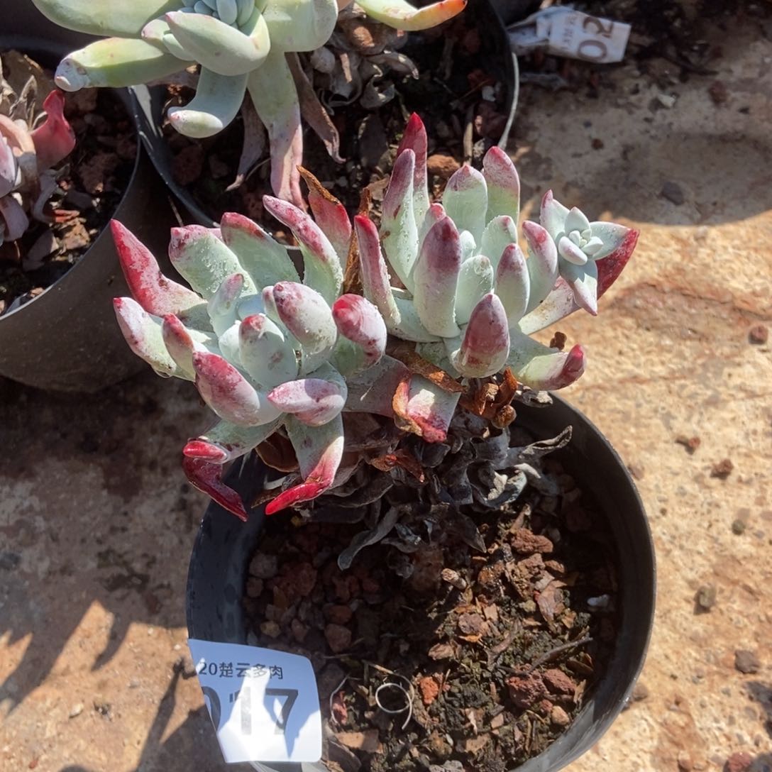 017多肉植物啦啦啦啦