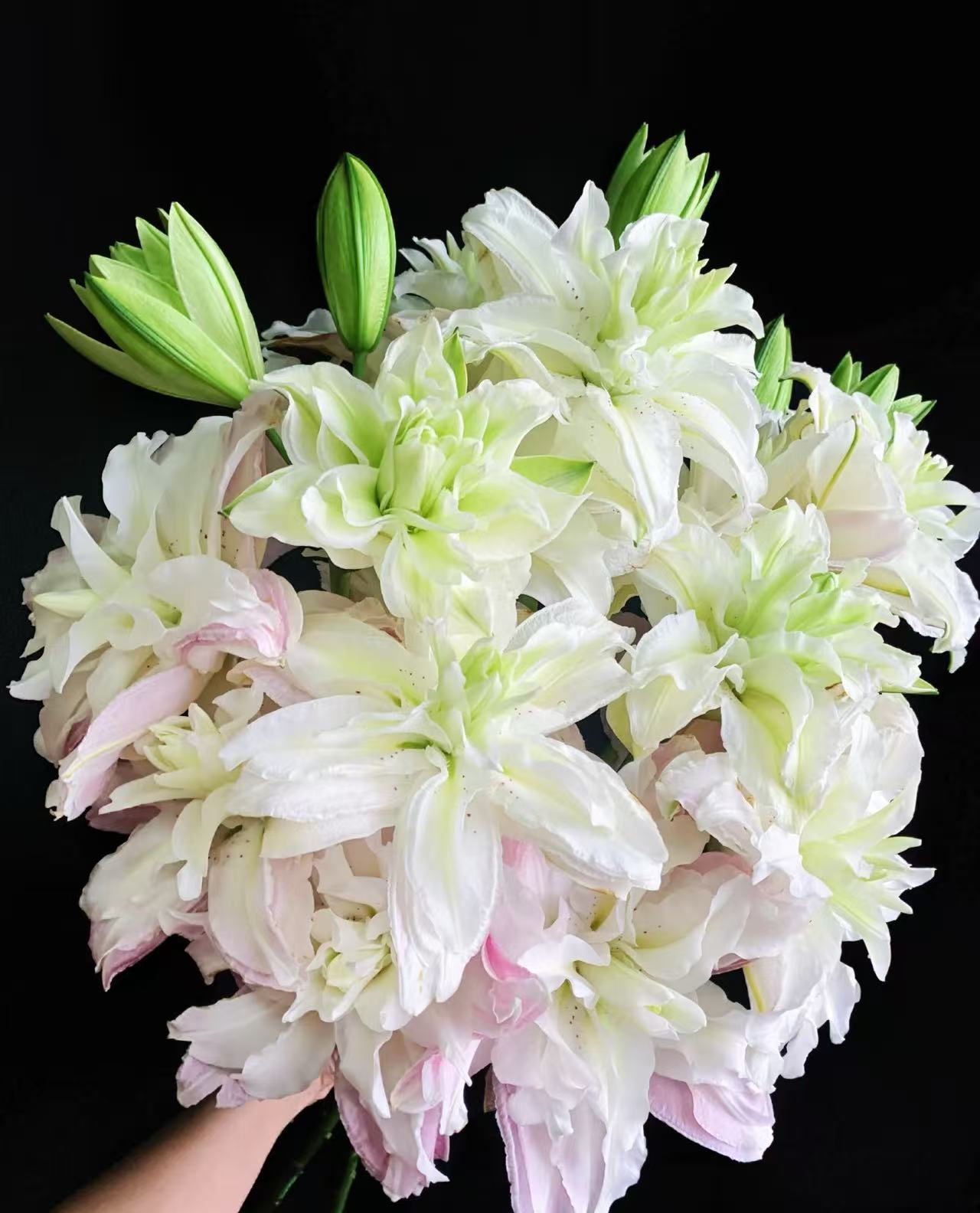 荷塘月色重瓣香水百合