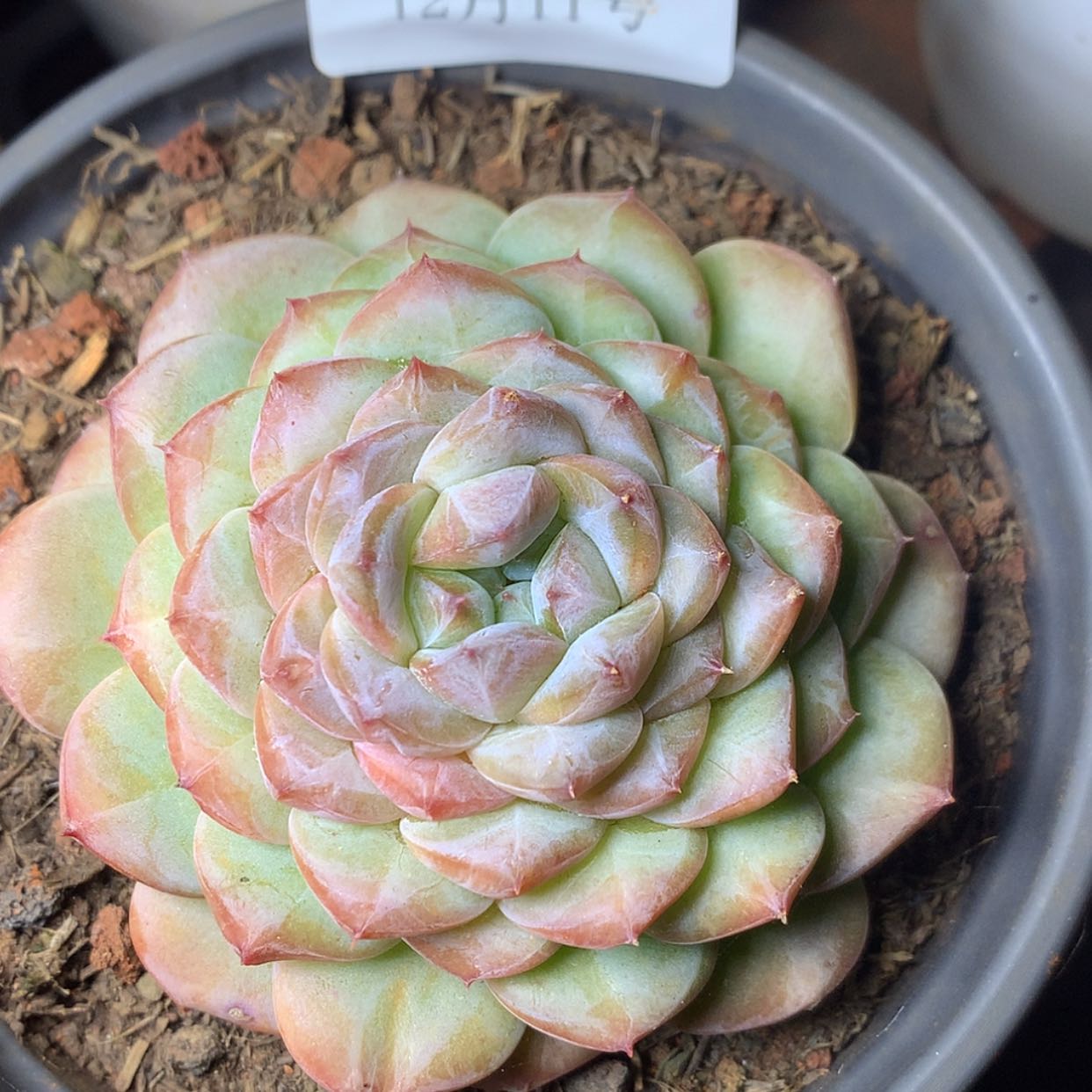 【闪购商品】云1000号