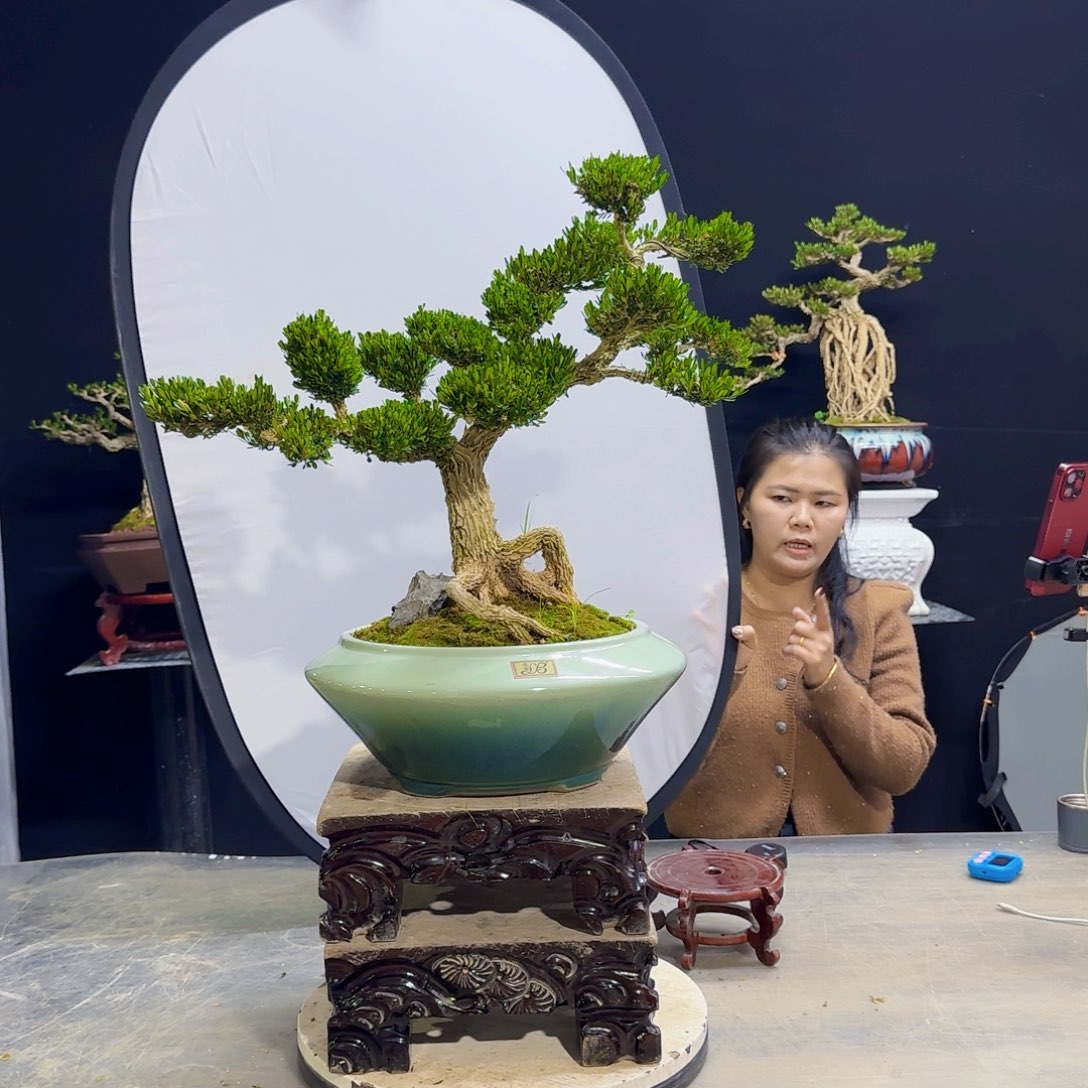 高端盆景艺术作品