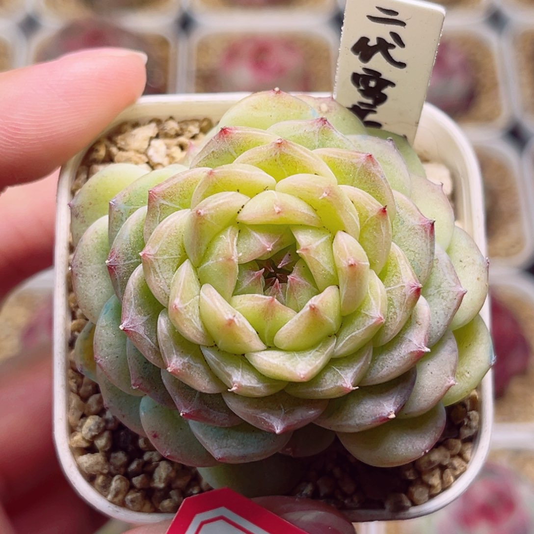 B239一物一拍 二代雪花