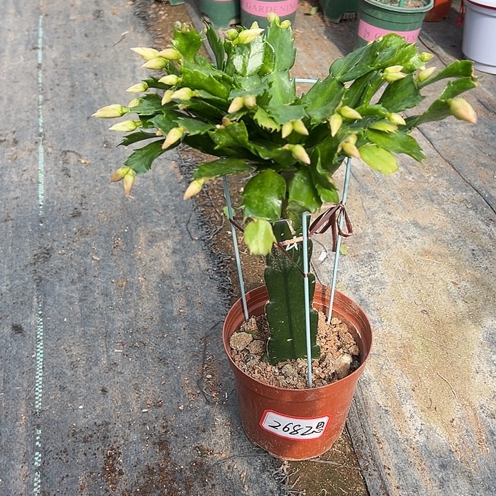 黄色重瓣蟹爪兰2682