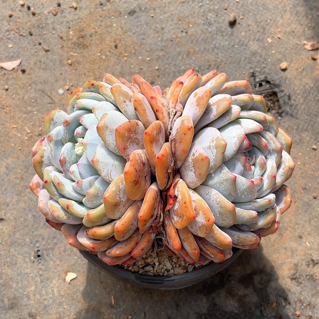 七**安多肉植物多肉植物