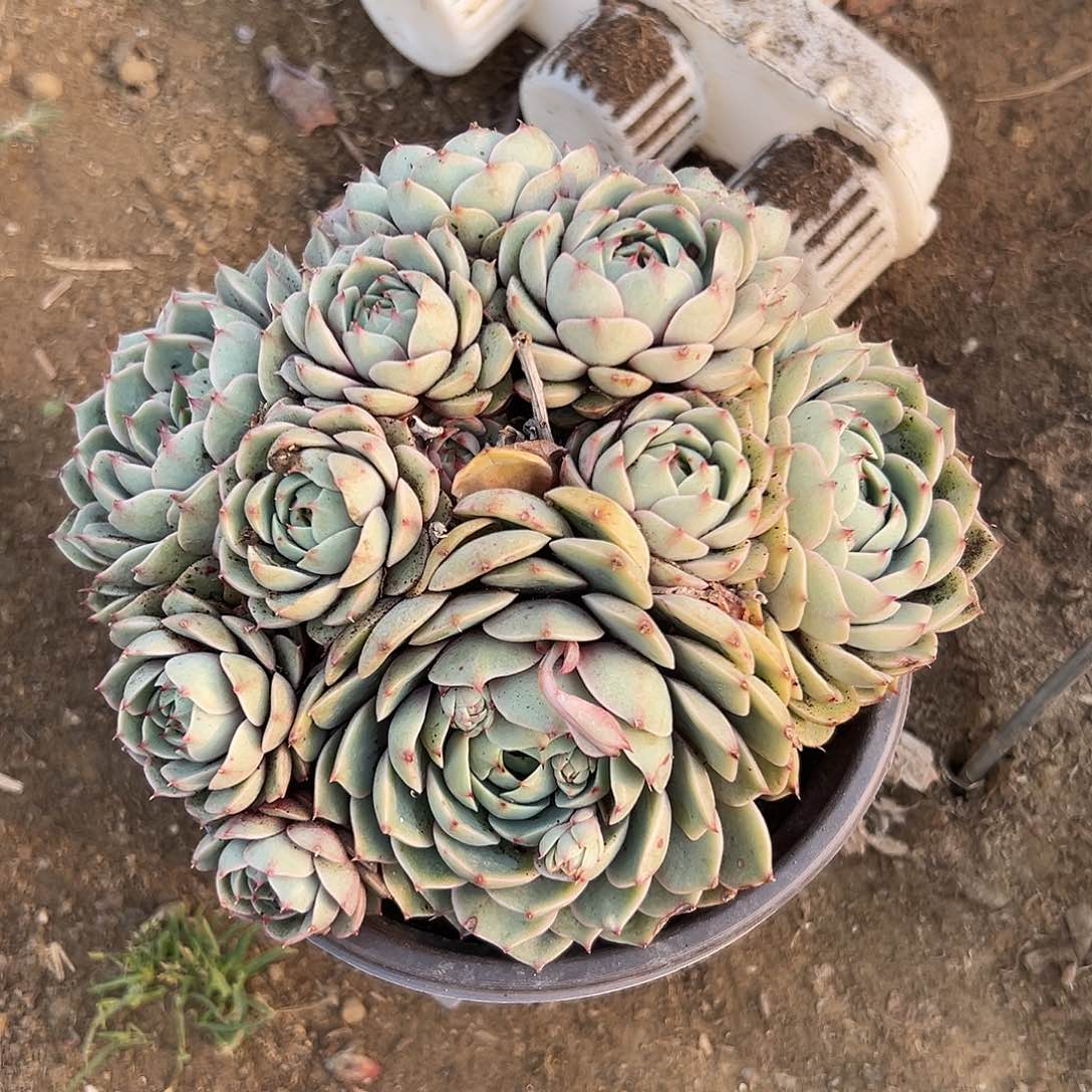 多肉植物本巴蒂斯群