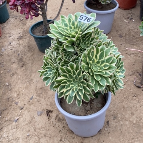 576，燕凌多肉法师