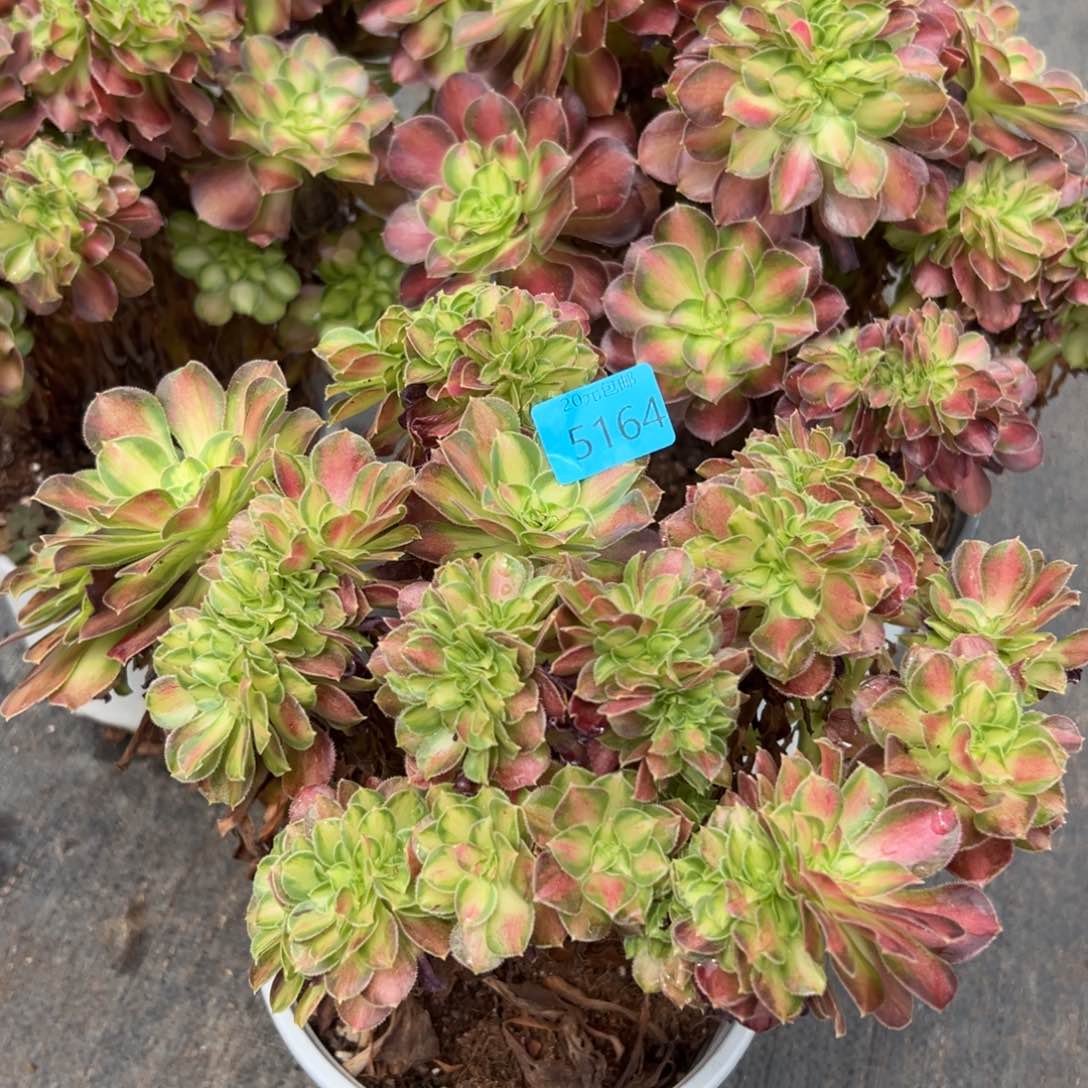 5164韶华缀多肉植物15一颗