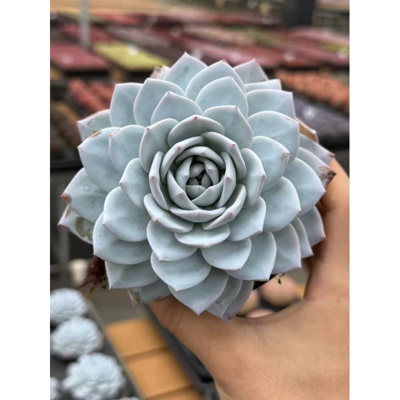 10#雪莲花多肉植物  前男友精品多肉 SM0729