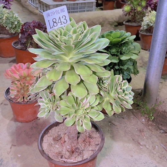 843绿玫瑰多肉植物