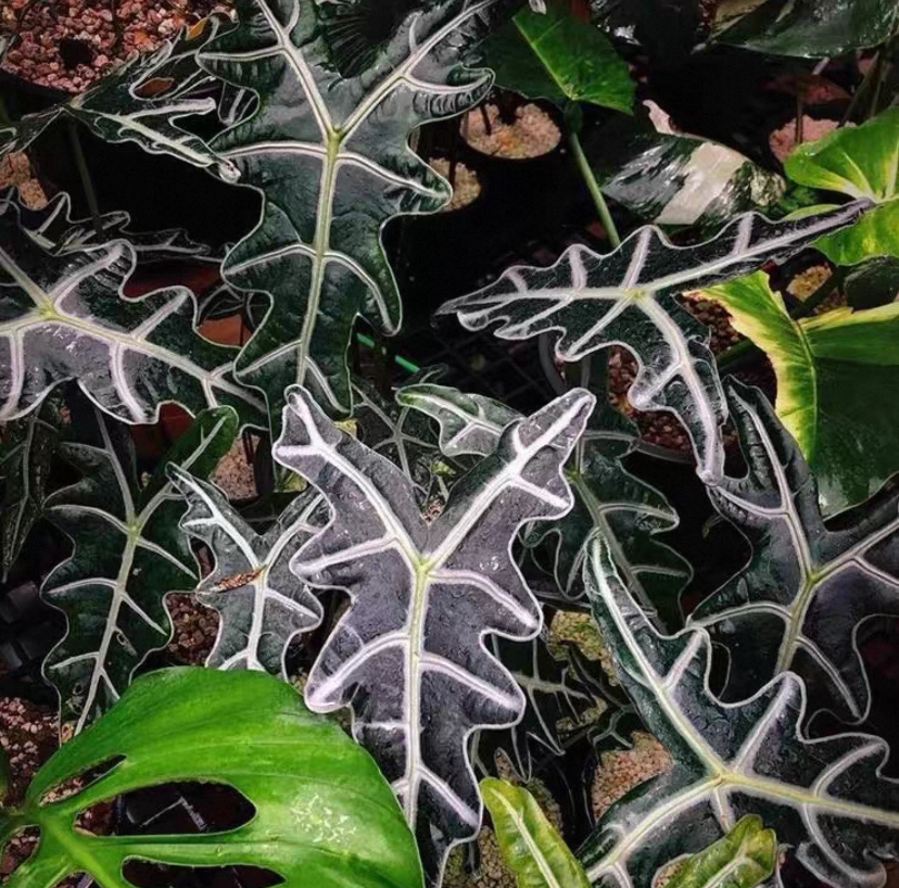 诺比鱼骨海芋小众ins风清新绿植盆栽室内阳台观叶植物
