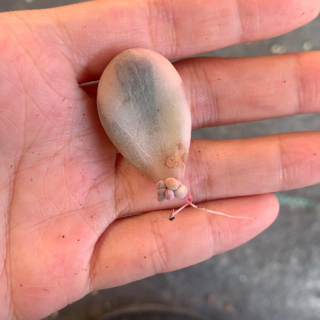 高瓷白锦 小书肉奶酪多肉 