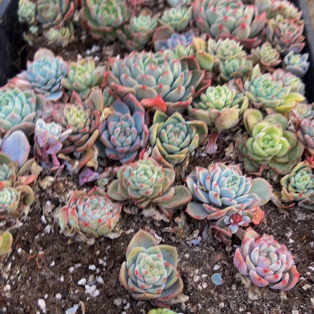 198多肉葡萄的味道真的是很