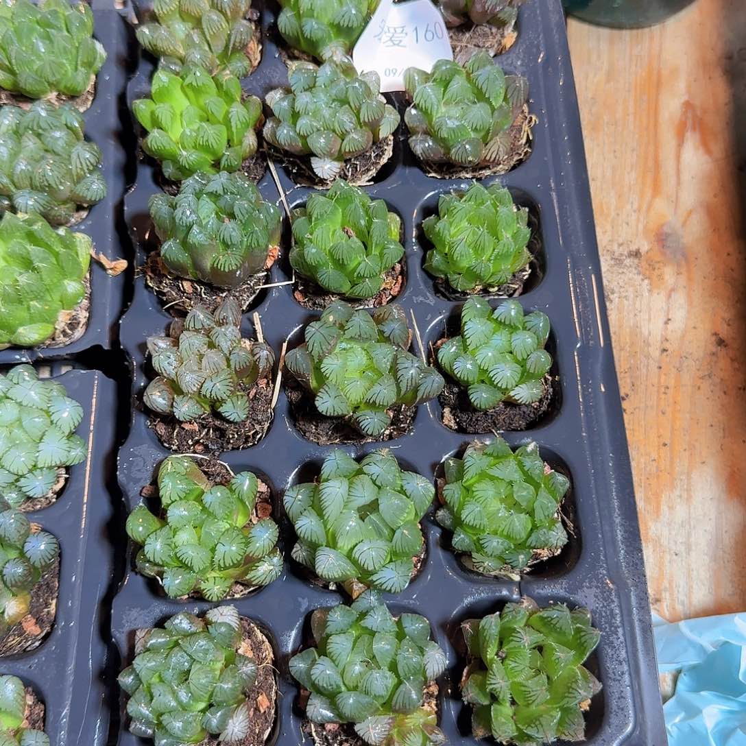 直播福利一物一拍160